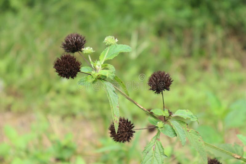 Flowers on Weeds Around the Plantation Stock Image Image of flowers