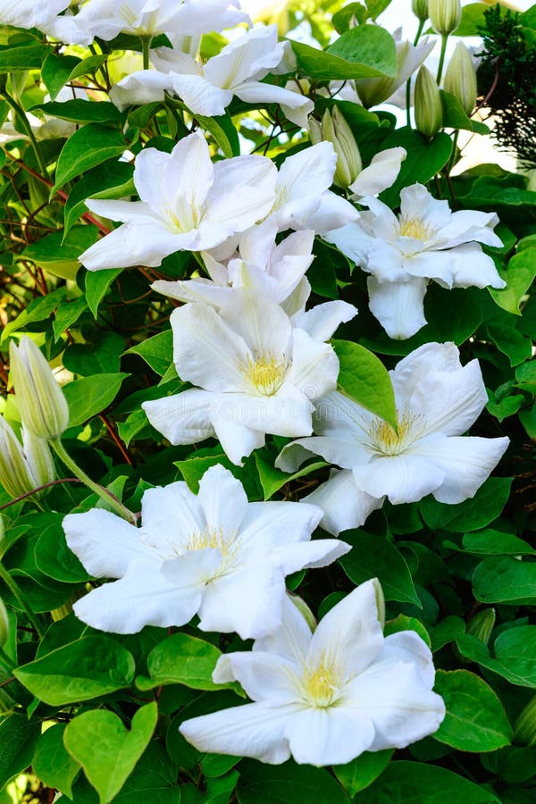 Flowers of white clematis. stock image. Image of blooming 94823325