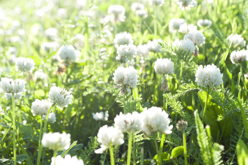 Flowers of white clover on a meadow.