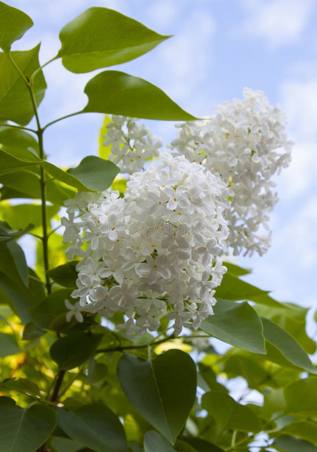 192,774 White Lilac Stock Photos Free & RoyaltyFree Stock Photos