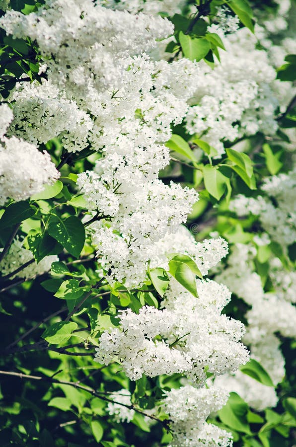 Flowers of white lilac, close-up. Natural summer background royalty free stock photo Flowers of white lilac, close-up. Natural summer background royalty free stock photo