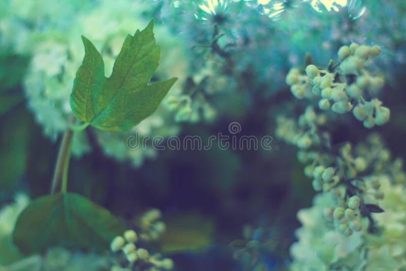 Flowers of White Lilac Closeup Stock Photo Image of blooming, love