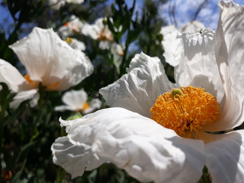 Beautiful Wild Flowers in Long Beach California Stock Image Image of
