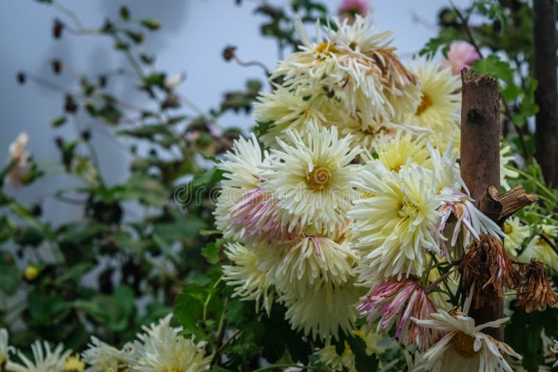 Flowers with White Petals and Yellow Center Stock Image Image of
