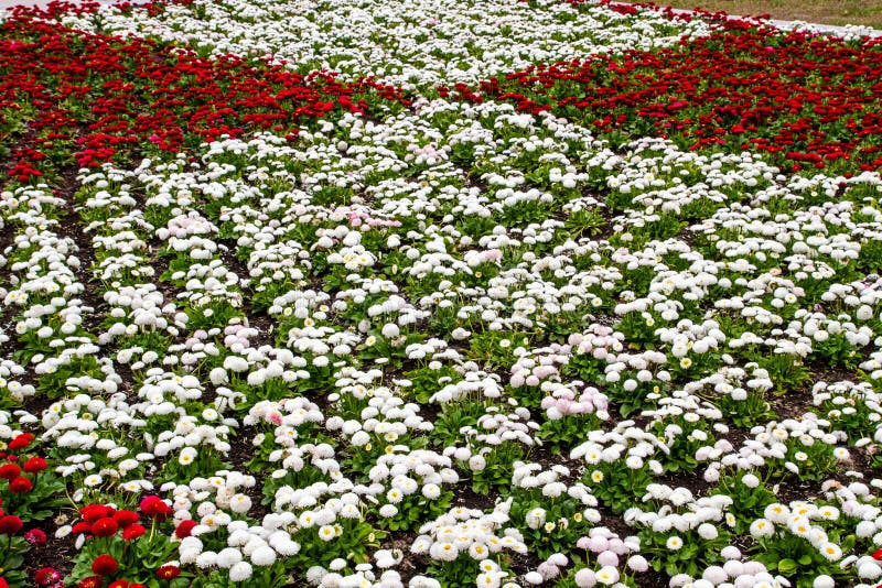 Background Wall Color. the Flowers are White and Red. Background of