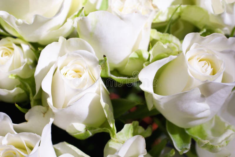 Flowers of white roses stock image. Image of flowering 11568769