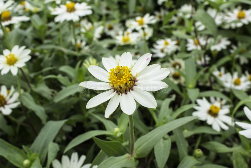Flowers are white with yellow stamens in the flower fields. stock photography Flowers are white with yellow stamens in the flower fields. stock photography
