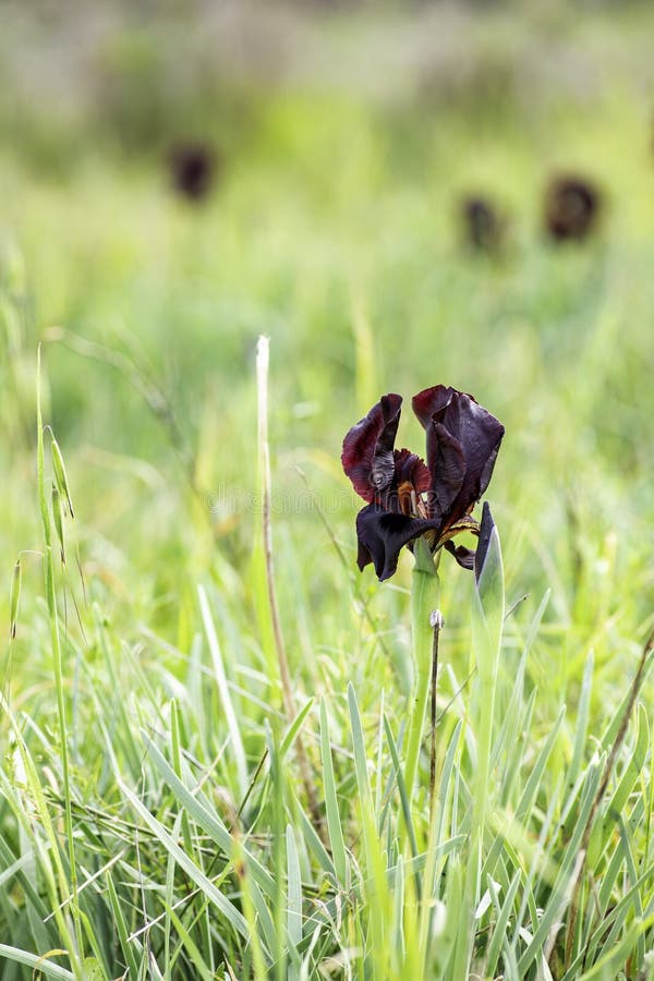 Flowers of black burgundy iris with blurred white flowers of retama plants in the foreground