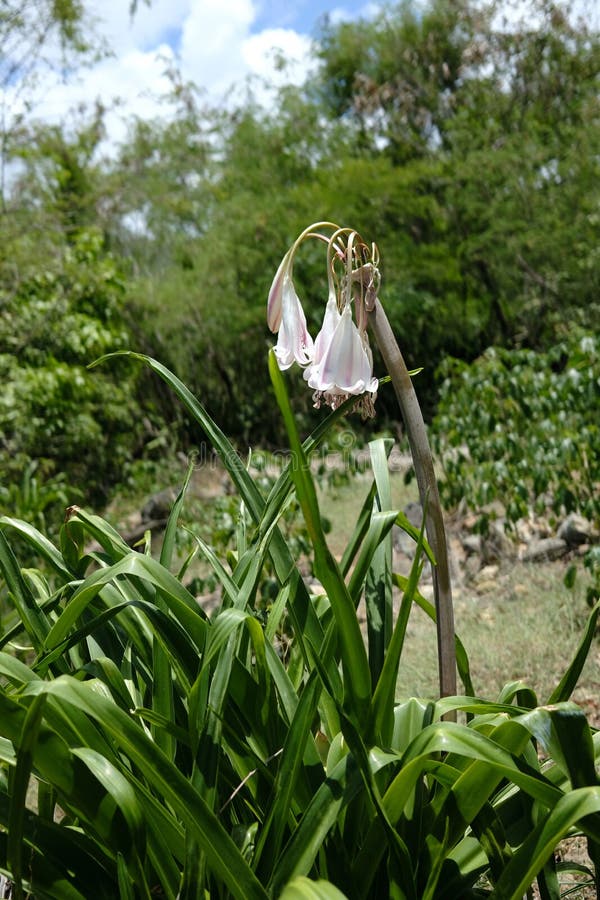 Flowers Wilting in Excessive Heat, Global Warming Stock Photo Image of negative, heat 234015382