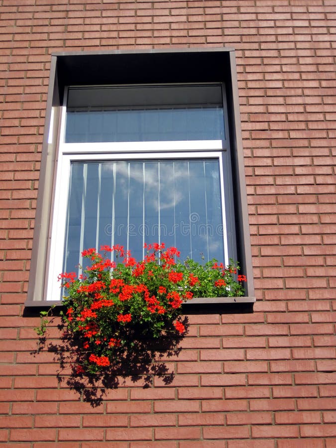 Window flowers stock photo. Image of architecture, wall 15079152