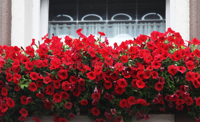 Flowers on windowsill