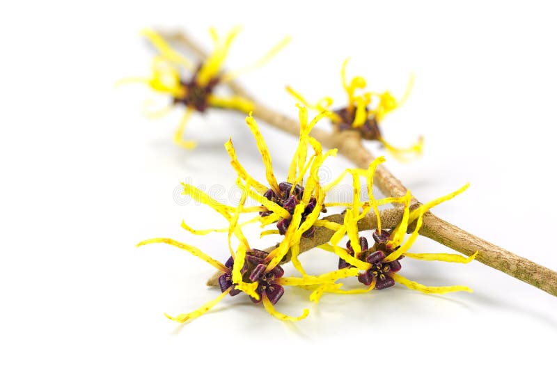 Flowers of witch hazel, medicinal plant Hamamelis, isolated on w royalty free stock images Flowers of witch hazel, medicinal plant Hamamelis, isolated on w royalty free stock images
