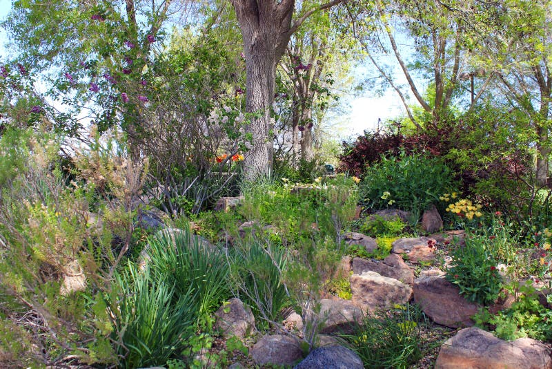 Flowers in the woods stock photo. Image of landscape 90532050