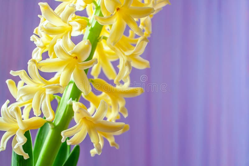 Flowers yellow hyacinth, stock photo. Image of florist 239025746