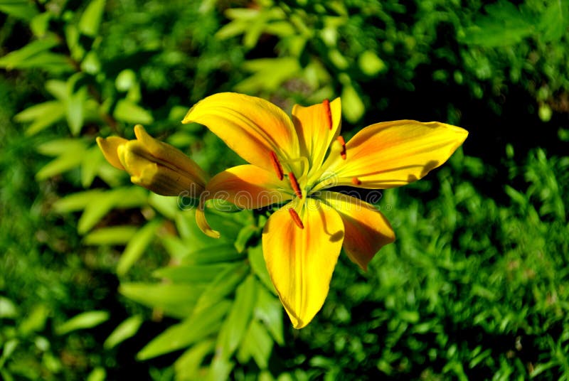 Flowers of yellow lily on a blurred background of green in the rays of the midday sun. stock photo Flowers of yellow lily on a blurred background of green in the rays of the midday sun. stock photo
