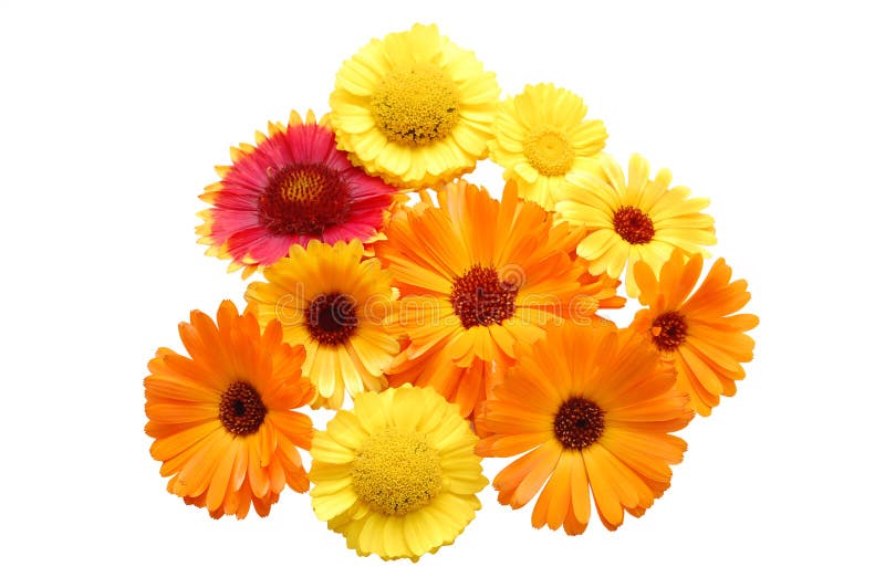 Flowers with Yellow Petals on a White Background Stock Photo Image of