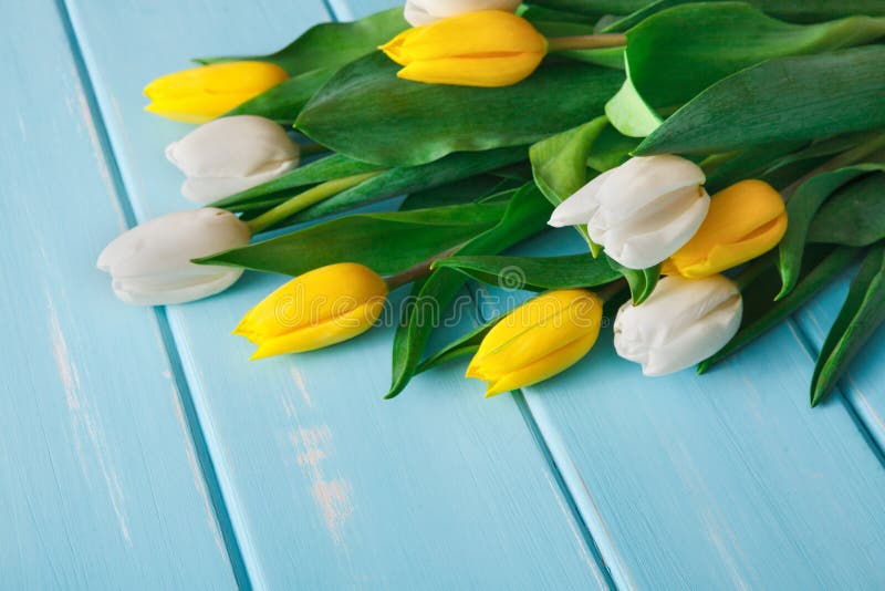 Flowers. Yellow and white tulips on blue wood background.