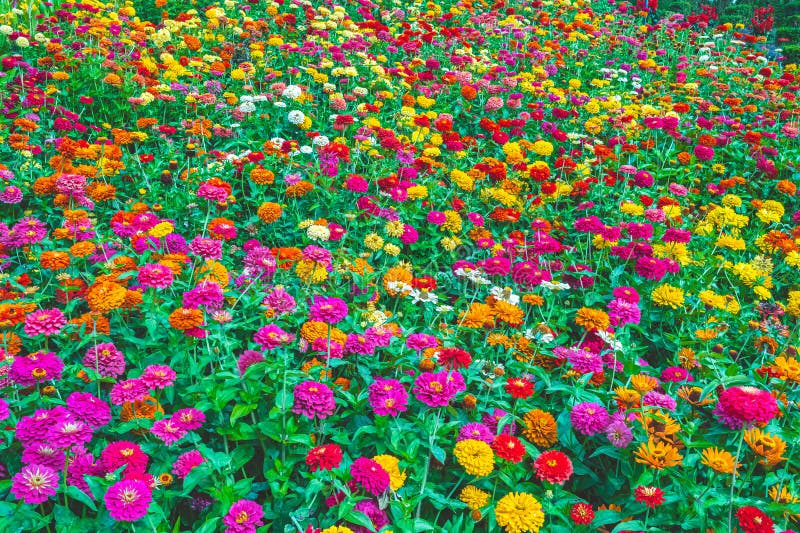 Flowers zinnia elegans. Color nature background. Zinnia violacea blooming pink red orange flower in garden flower