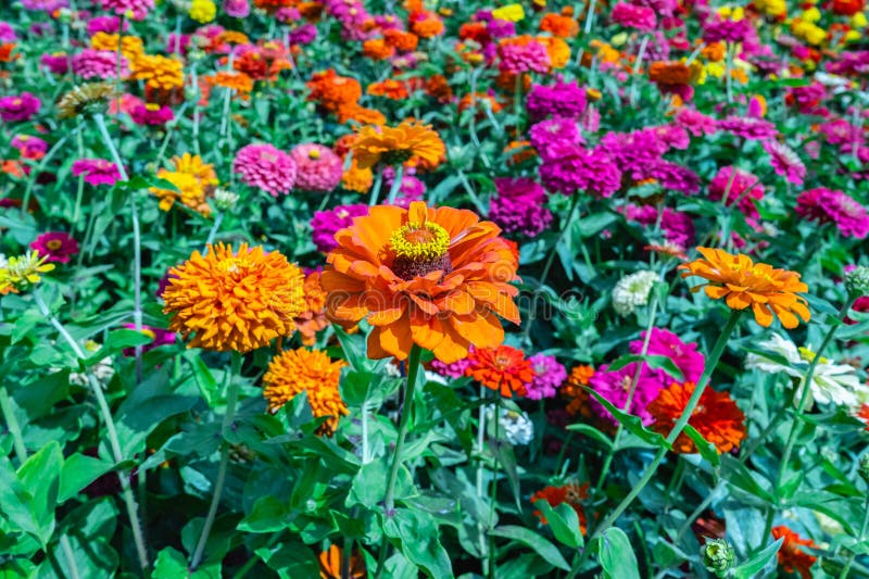 Flowers zinnia elegans. Color nature background. Zinnia violacea blooming pink red orange flower in garden flower