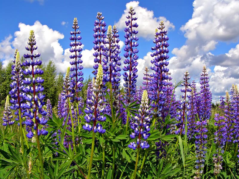 Flowerses lupines