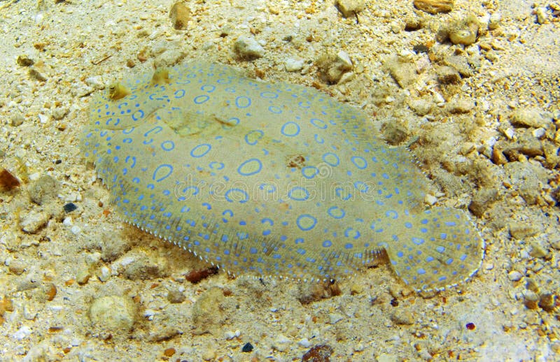 Flowery flounder stock image. Image of water, marine, fish 5286329