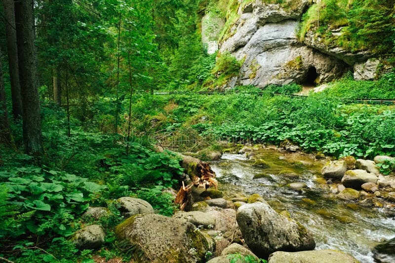 Flowing stream on the forest