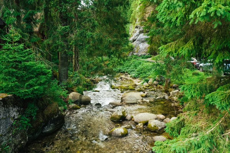 Flowing stream on the forest