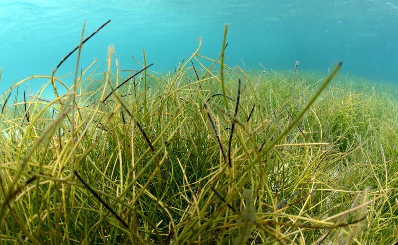 Flowing underwater sea grass in blue water