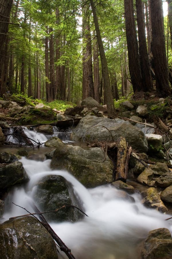 Agua a través de Bosque, horno de cal condición.