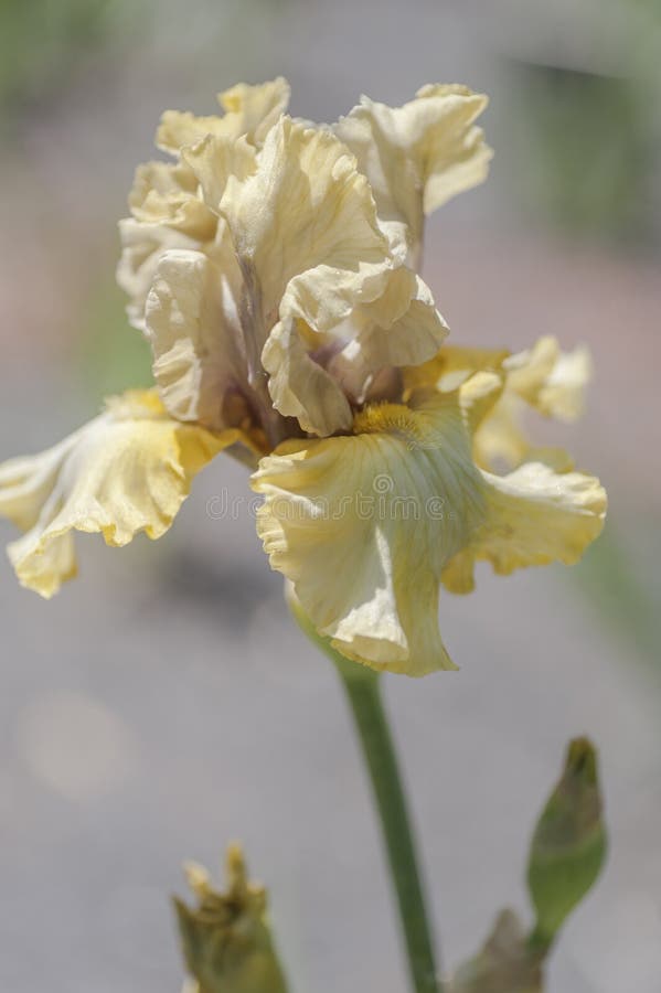 Flowr head of Tall Bearded Iris Monsoon Moon royalty free stock photography