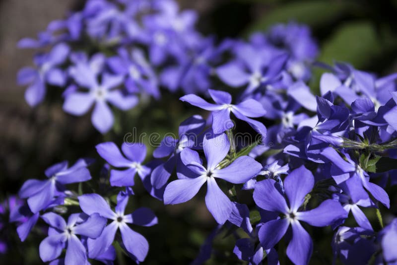 Flox blu luminoso - molto piccola molla fiorisce, la botanica, fondo fotografie stock libere da diritti Flox blu luminoso - molto piccola molla fiorisce, la botanica, fondo fotografie stock libere da diritti