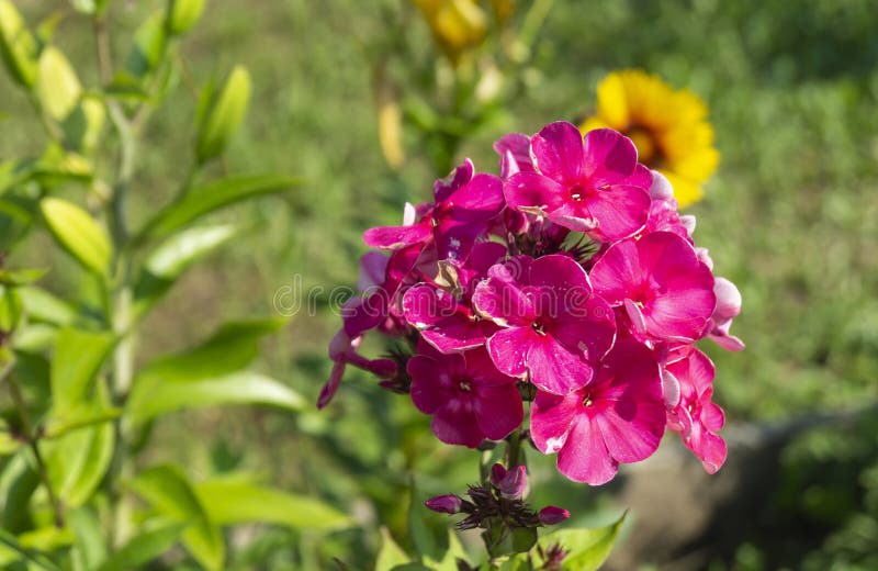 Flox bonitos da flor no jardim imagem de stock Flox bonitos da flor no jardim imagem de stock