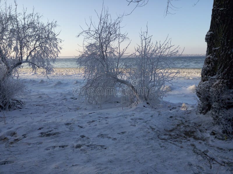 Flozen树