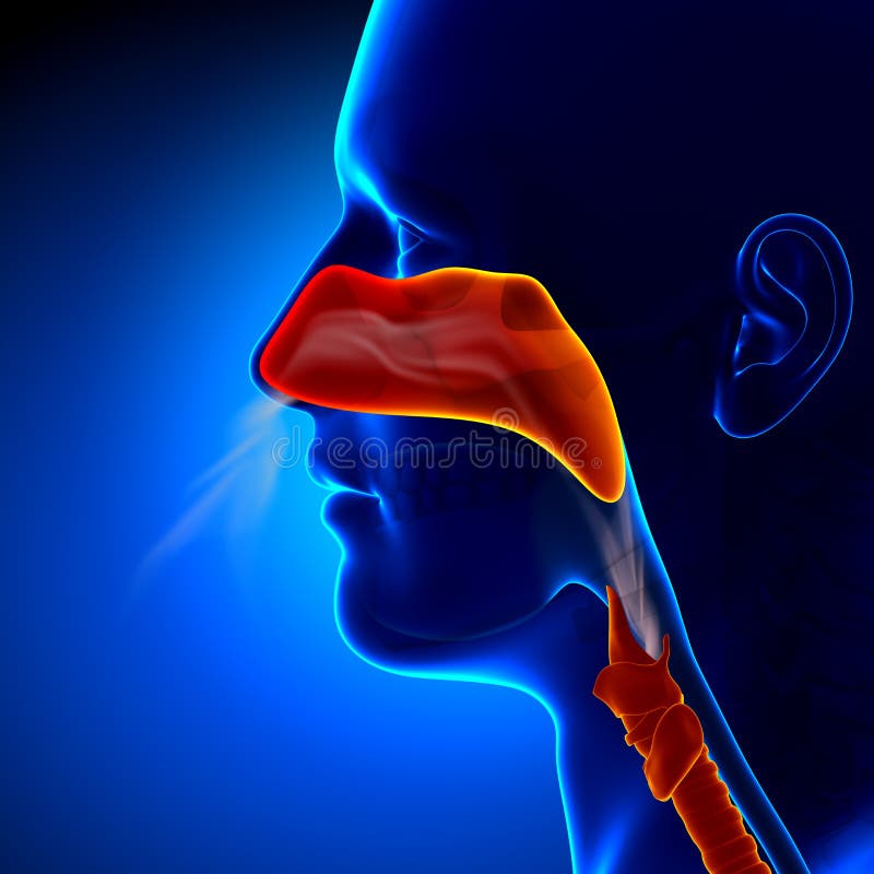 Flu - Full Nose - Human Sinuses Anatomy royalty free illustration