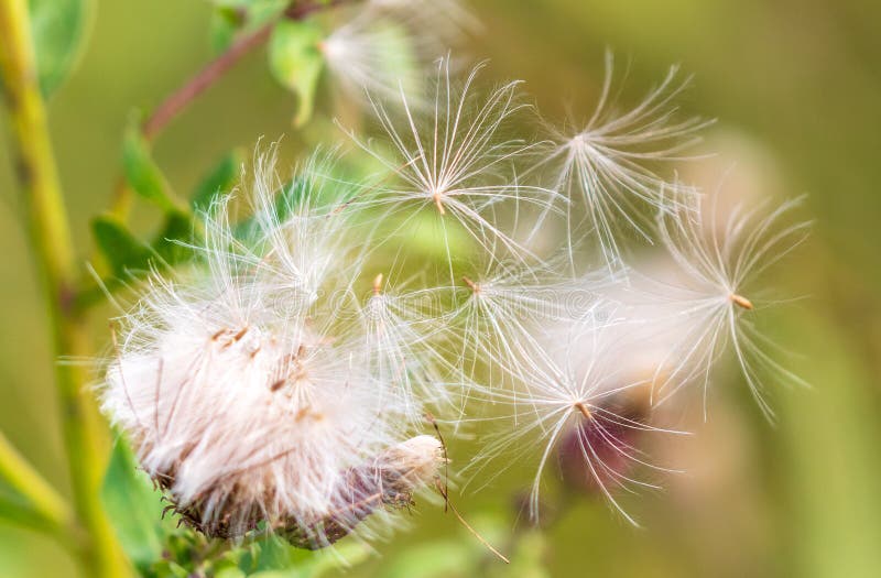 Fluff on a plant in nature stock photo. Image of flora - 172903658