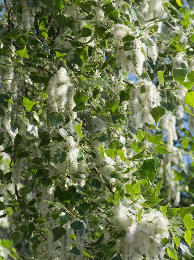 Fluff with seeds of the tree on poplar crown. Fluff with seeds of the tree on poplar crown