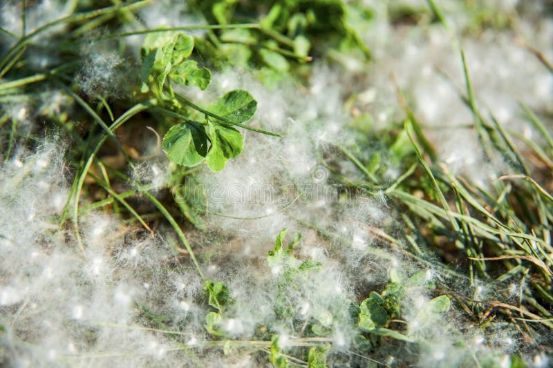 A Fluff from a Poplar or Willow Tree Lies on the Grass that Causes