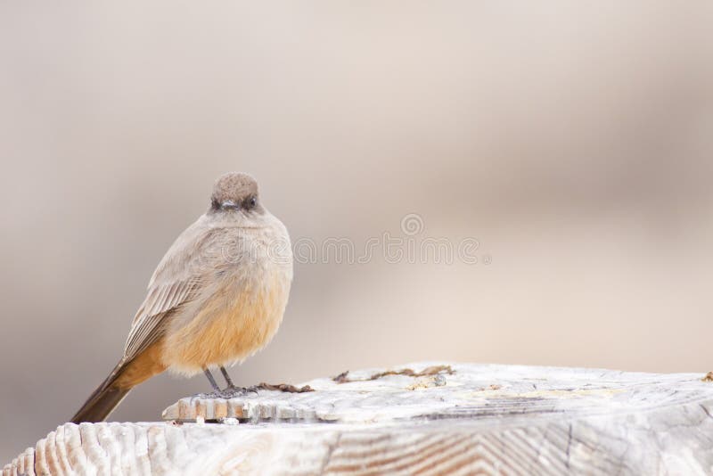 Rusty-bellied Say's Phoebe bird perched on wooden post, all fluffed up. Rusty-bellied Say's Phoebe bird perched on wooden post, all fluffed up