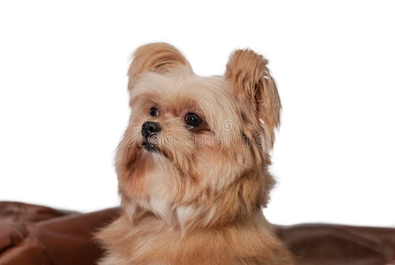 Fluffig hund arkivfoto. Bild av angus 37526750