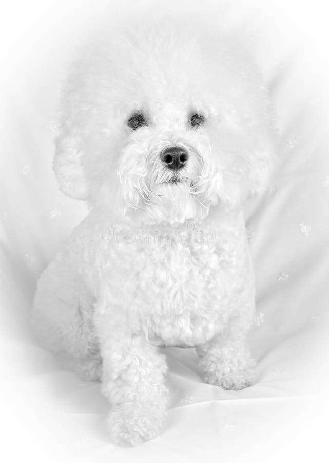 Fluffig Vit Hund För Bichon Frise Arkivfoto Bild av angus, affektion