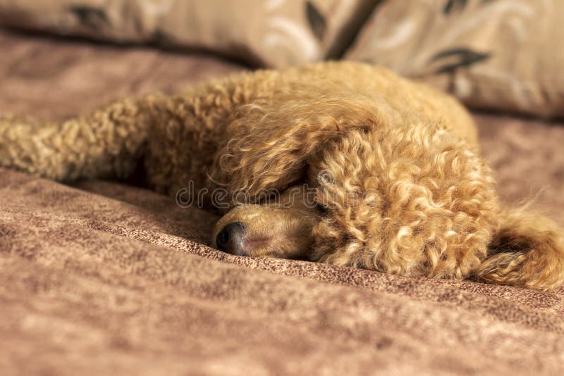 Fluffy Brown Poodle Sleeping on the Bed Stock Image Image of bedroom