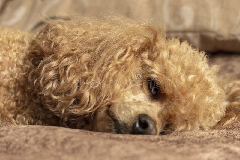 Fluffy Brown Poodle Sleeping on the Bed Stock Image Image of siesta