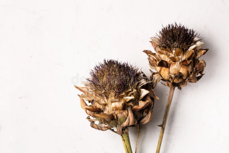 Fluffy Artichoke Flowers on a White Background Stock Photo Image of