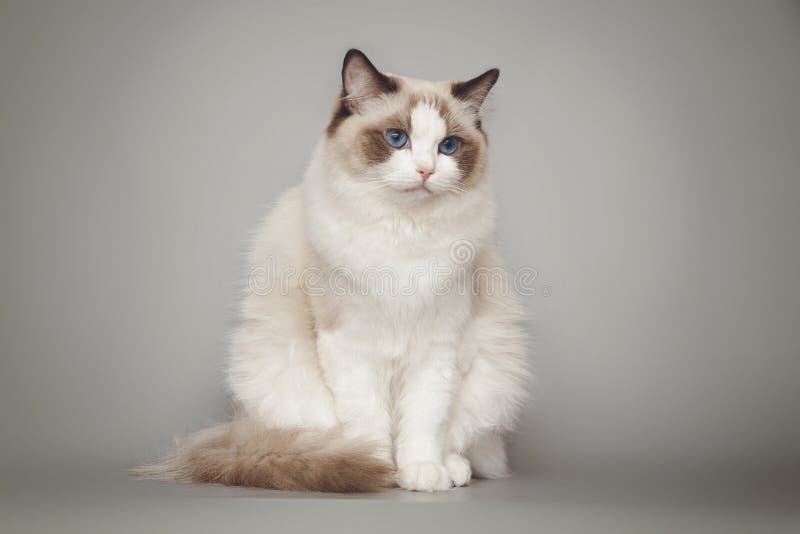 Fluffy beautiful white cat ragdoll with blue eyes posing while sitting on gray background. royalty free stock image Fluffy beautiful white cat ragdoll with blue eyes posing while sitting on gray background. royalty free stock image