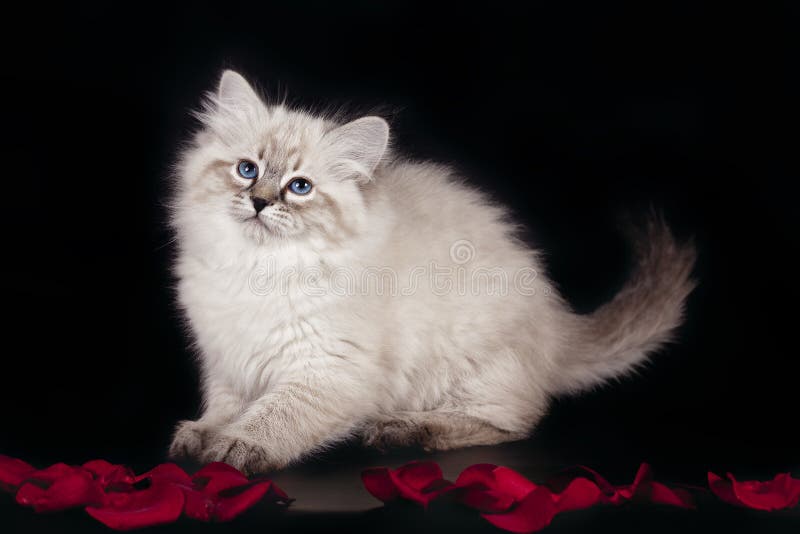 Fluffy beautiful white kitten of Neva Masquerade with blue eyes, three months old, posing sitting on studio black background with rose petals. White kitten on a black background. Fluffy beautiful white kitten of Neva Masquerade with blue eyes, three months old, posing sitting on studio black background with rose petals. White kitten on a black background.