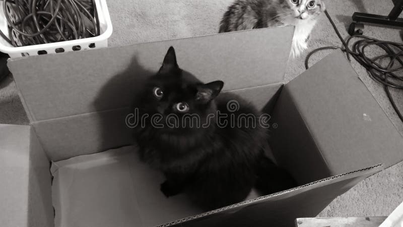 black cat box