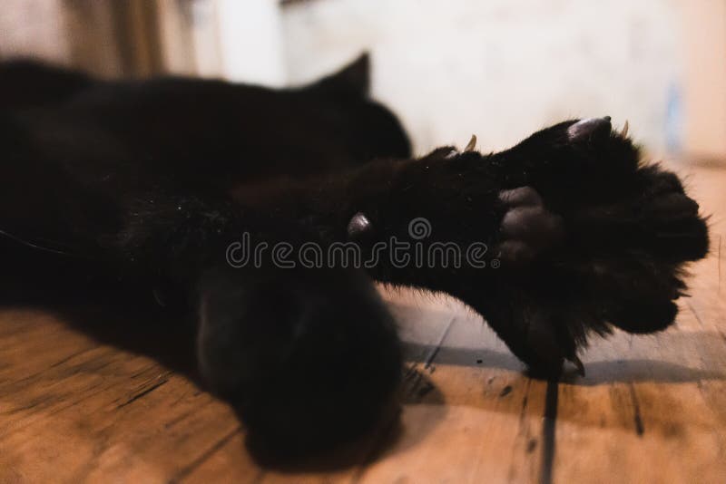 Fluffy black cat foot stock photo. Image of beautiful 233977204