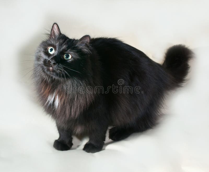 fluffy black cats with green eyes