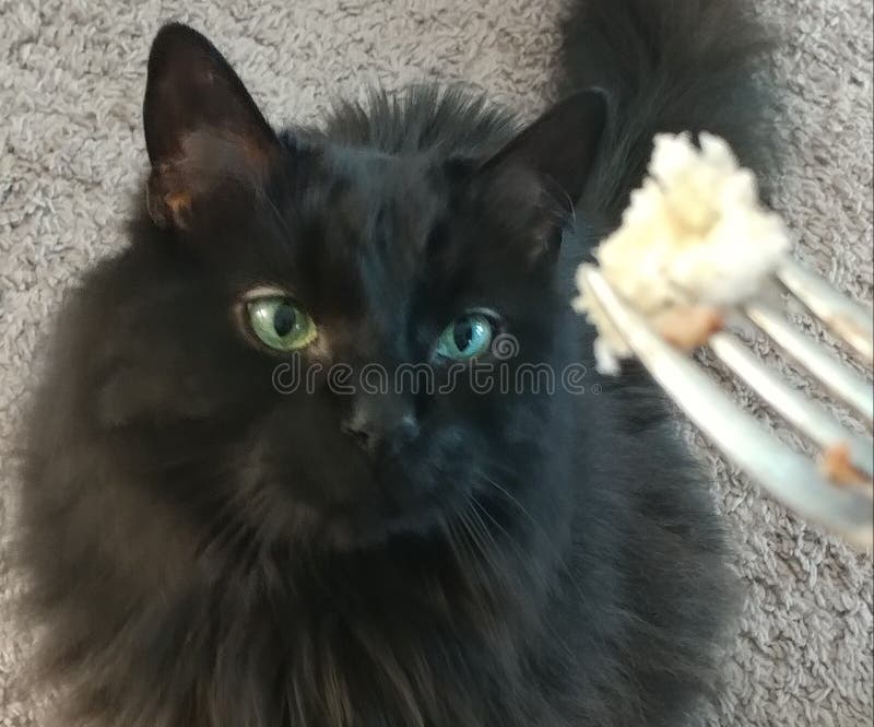 Fluffy Black Cat Hungry for Food on a Fork Cute Stock Photo Image of
