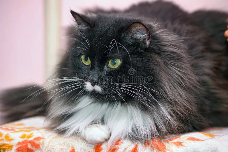 Fluffy Black With White Cat Stock Photo Image of lovely, front 183534242